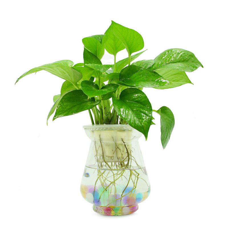 iosin.vn đang cập nhật...