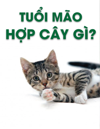 iosin.vn đang cập nhật...