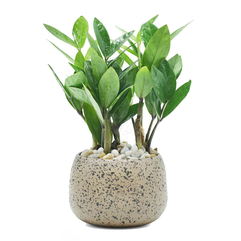 iosin.vn đang cập nhật...